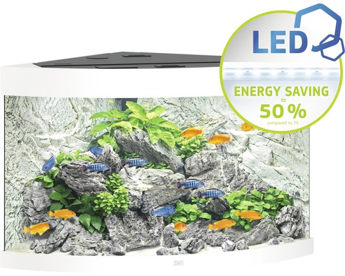 Eckaquarium mit Fischen, Steinen und Pflanzen