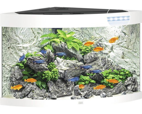 Eckaquarium mit Fischen, Pflanzen und Steinen als Dekoration