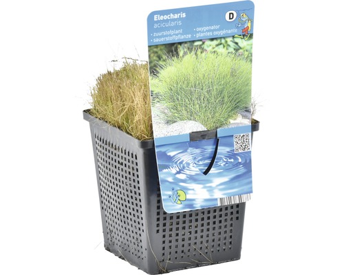 Eleocharis acicularis Sauerstoffpflanze im Topf
