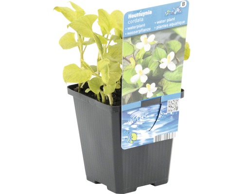 Houttuynia cordata Wasserpflanze im Topf