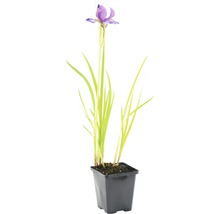Siberische Schwertlilie FloraSelf Iris sibirica H 10-70 cm Ø 9 cm Topf
