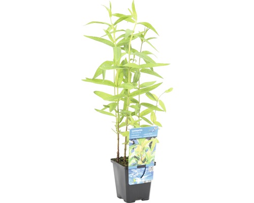 Lysimachia punctata Pflanze im Topf