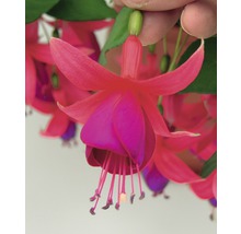 Nahaufnahme einer hängenden Fuchsieblüte