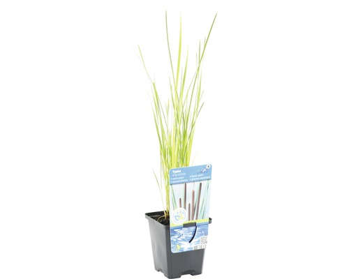 Rohrkolben im Topf für den Gartenteich
