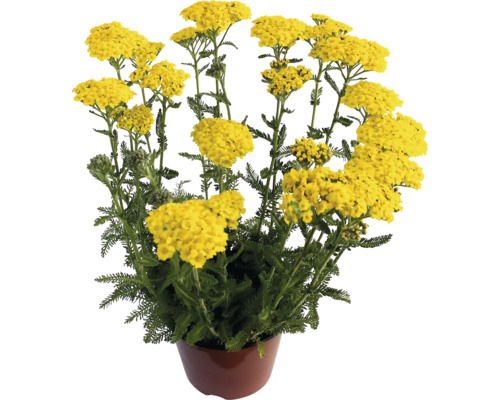 Gewöhnlichen Schafgarbe FloraSelf Achillea millefolium Co 3 L