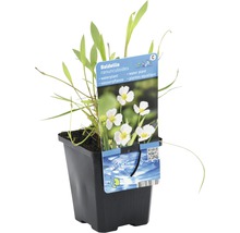 Baldellia ranunculoides Wasserpflanze im Topf