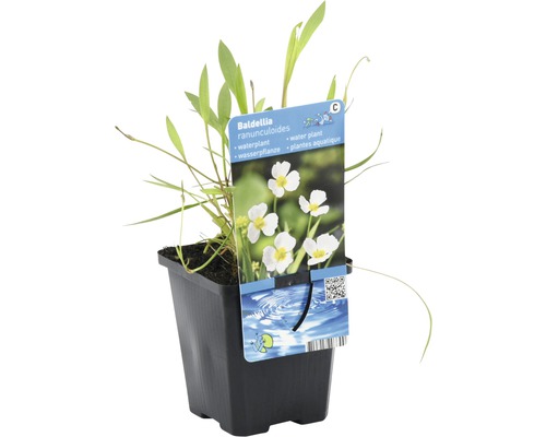 Baldellia ranunculoides Wasserpflanze im Topf