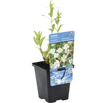 Gnadenkraut FloraSelf Gratiola officinalis H 10-40 cm Co 0,6 L