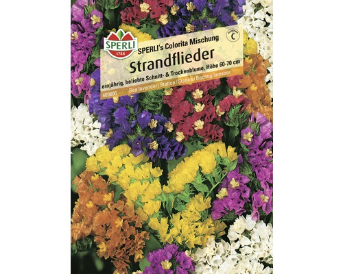 Strandflieder SPERLI´s Colorita Mischung Blumensamen