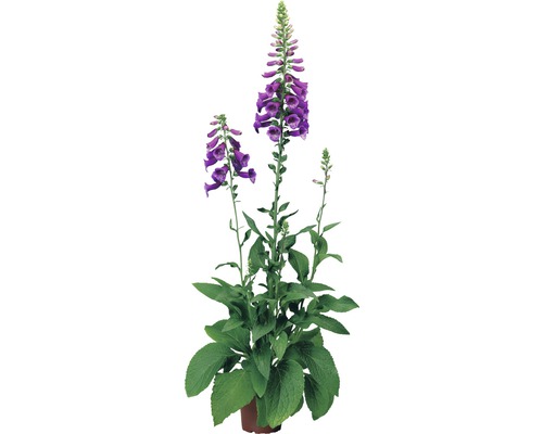 Blühende Digitalis Pflanze im Topf.