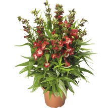 Roter Bartfaden in einem Topf