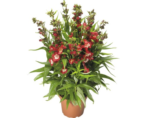 Roter Bartfaden in einem Topf