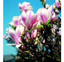 Magnolie FloraSelf Magnolia stellata H ca. 60-70 cm Co 7,5 L