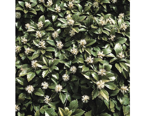 Dickmännchen, Schattengrün FloraSelf Pachysandra terminalis H 10-15 cm Dickmännchen, Schattengrün FloraSelf Pachysandra terminalis H 10-15 cm