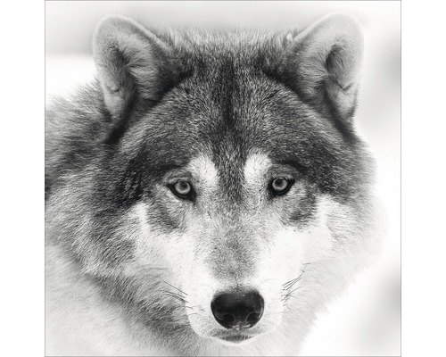 Glasbild Wolf 20x20 cm GLA1041