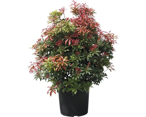 Immergrüner Kirschlorbeer in einem Topf