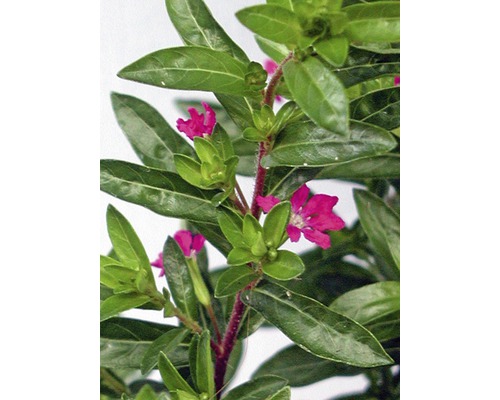 Blütenpflanze mit grünen Blättern und pinkfarbenen Blüten