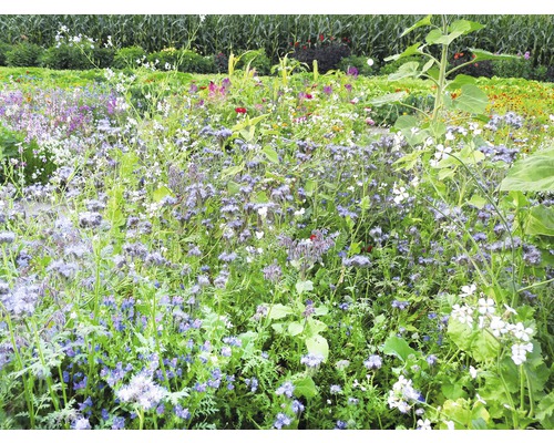 Blumenwiesensamen Kiepenkerl Bienenfutterpflanzen mehrjährig 1 kg 500 m²