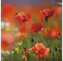 Glasbild Orange Poppies II 50x50 cm GLA1268