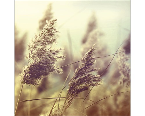 Glasbild Wheat In Wind I 20x20 cm GLA1274