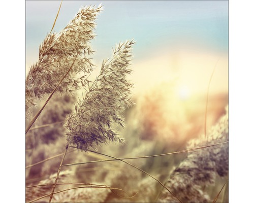 Glasbild Wheat In Wind II 20x20 cm GLA1275