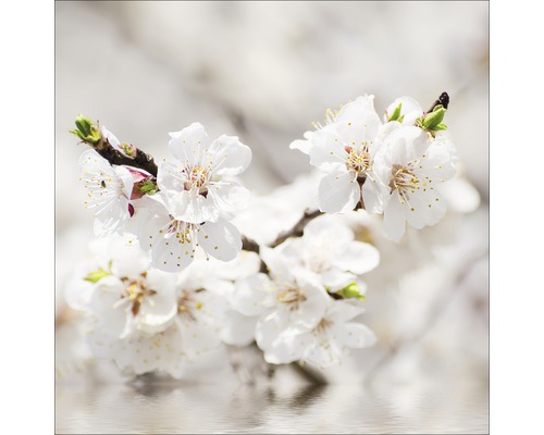 Glasbild White Blossom I 20x20 cm GLA1279