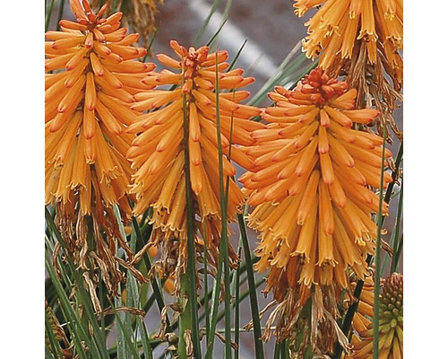Fackellilie, Steppenkerze FloraSelf Kniphofia uvaria H 10-30 cm Co 0,5 L