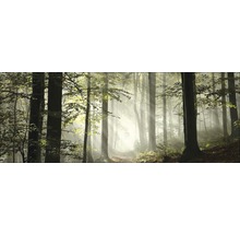 Waldlandschaft mit Bäumen und Sonnenstrahlen