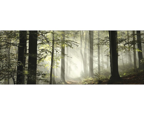 Glasbild Forest Feeling I 50x125 cm GLA1287