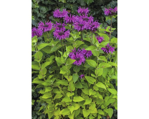 Monarda-Pflanze mit violetten Blüten und grünen Blättern