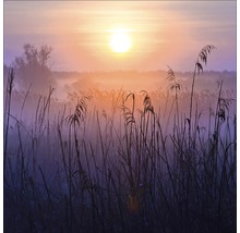 Morgenlandschaft mit Schilf und aufgehender Sonne