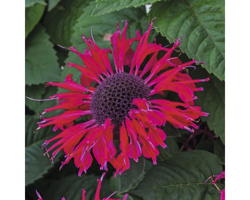 Stauden in Sorten FloraSelf H 35-45 cm Co 5 L