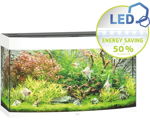 Aquarium mit Fischen und Wasserpflanzen