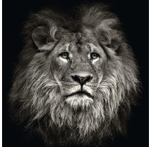 Glasbild Lion Head 50x50 cm GLA1350-thumb-0