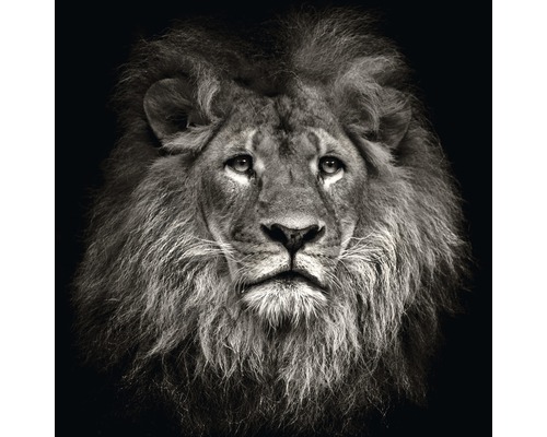 Glasbild Lion Head 20x20 cm GLA1350