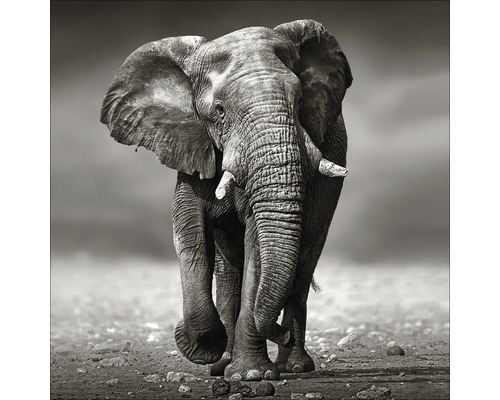 Glasbild Grey Elephant 20x20 cm GLA1351
