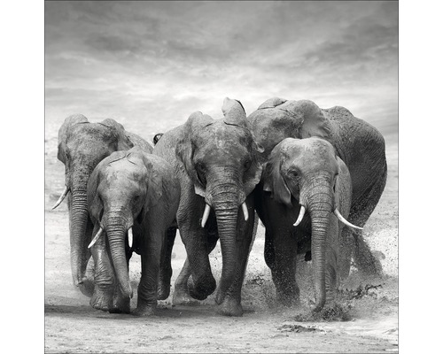 Glasbild Elephant Family 20x20 cm GLA1352
