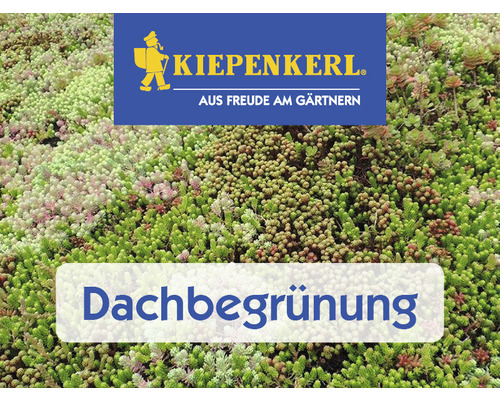 Rasensamen Kiepenkerl DSV 630 Dachbegrünung III Kräutermix 1 kg 200 m² Nahaufnahme einer Dachbegrünung mit dem Kiepenkerl Logo