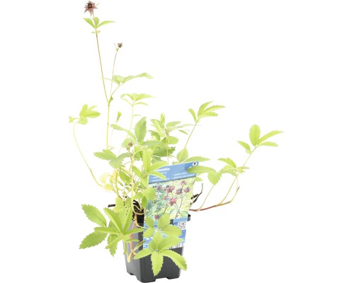 Blutroter Fingerstrauch im Topf