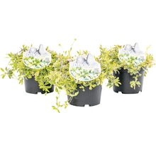 Drei Töpfe mit Strauchveronika Andros Variegata