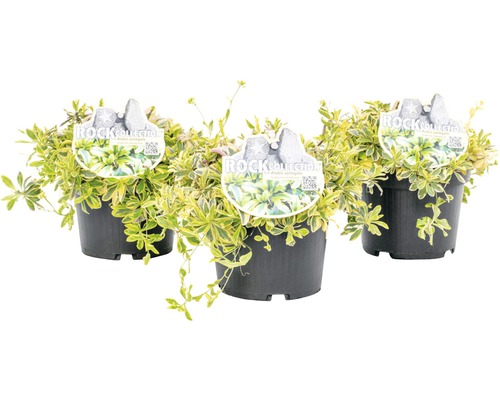 Drei Töpfe mit Strauchveronika Andros Variegata