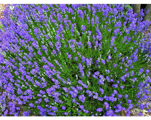 Blühender Lavendelstrauch im Garten