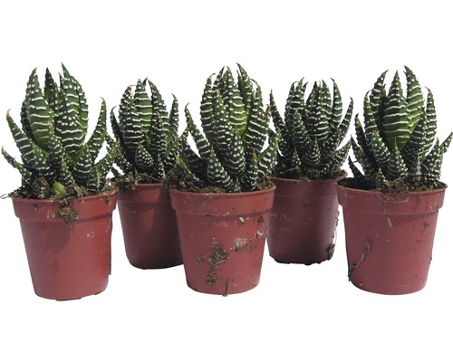 Fünf Haworthia-Zebra-Sukkulenten in Töpfen