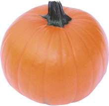 Kürbis