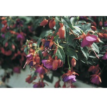 Fuchsienblüten mit grünen Blättern