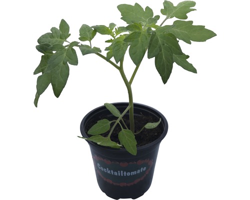 Cocktailtomaten Pflanze im Topf