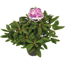 Rhododendron Roseum Elegans im Topf