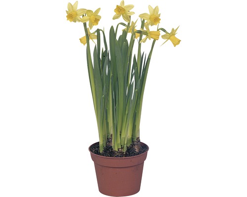 Narzisse, Osterglocke Narcissus pseudonarzissus Ø 10,5 cm Topf