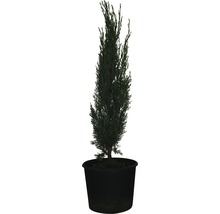 Mittelmeer-Zypresse 'Totem' FloraSelf Cupressus sempervirens 'Totem' H 60-70cm Co 3 L-thumb-0