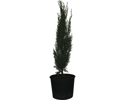 Mittelmeer-Zypresse 'Totem' FloraSelf Cupressus sempervirens 'Totem' H 60-70cm Co 3 L-0